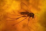Two Detailed Fossil Flies (Diptera) & Gymnosperm Leaf In Baltic Amber #163480-1